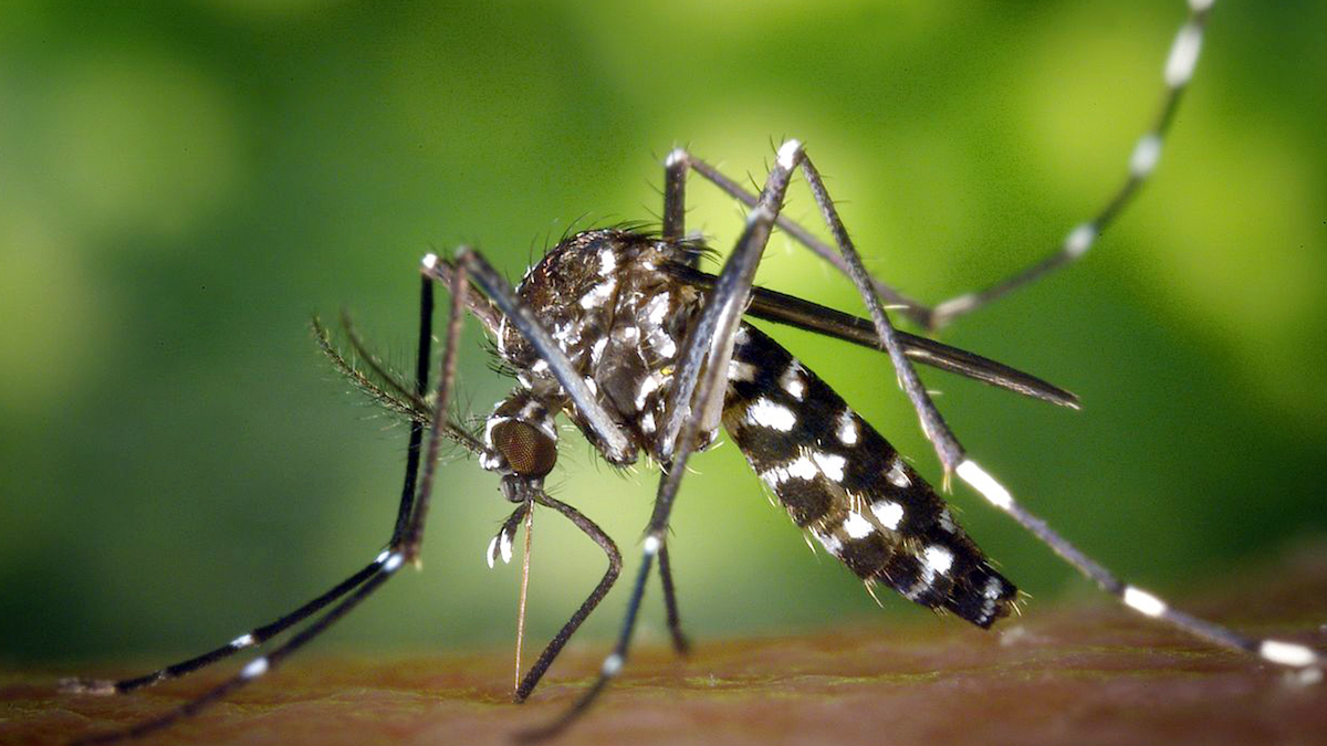 Общественное здравоохранение не в состоянии повсеместно контролировать лихорадку денге — Suriname Herald