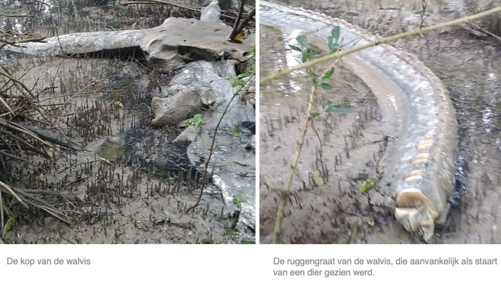 Mysterie rond grote karkas van een dier te Saramacca ontrafeld