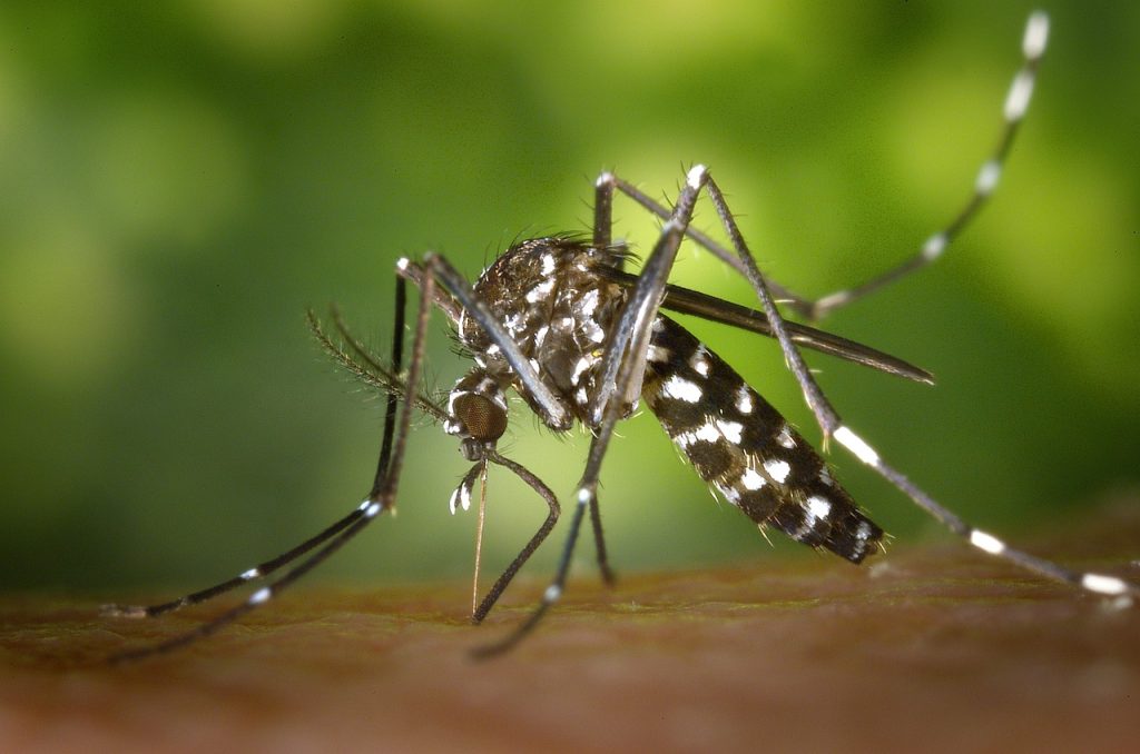 “Kans op recordaantal dengue-besmettingen door opwarming aarde”