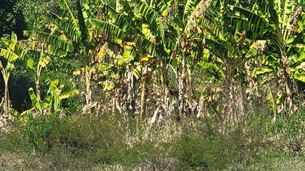 Bananenaanplanten in Coronie vernietigd door zoutwater